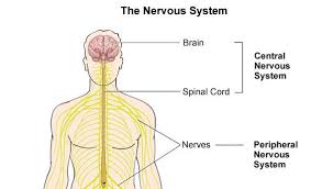 The Nervous System – Autism and the Nervous System